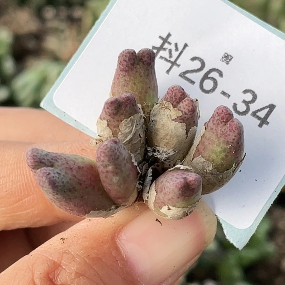 26-34斑马955d肉锥