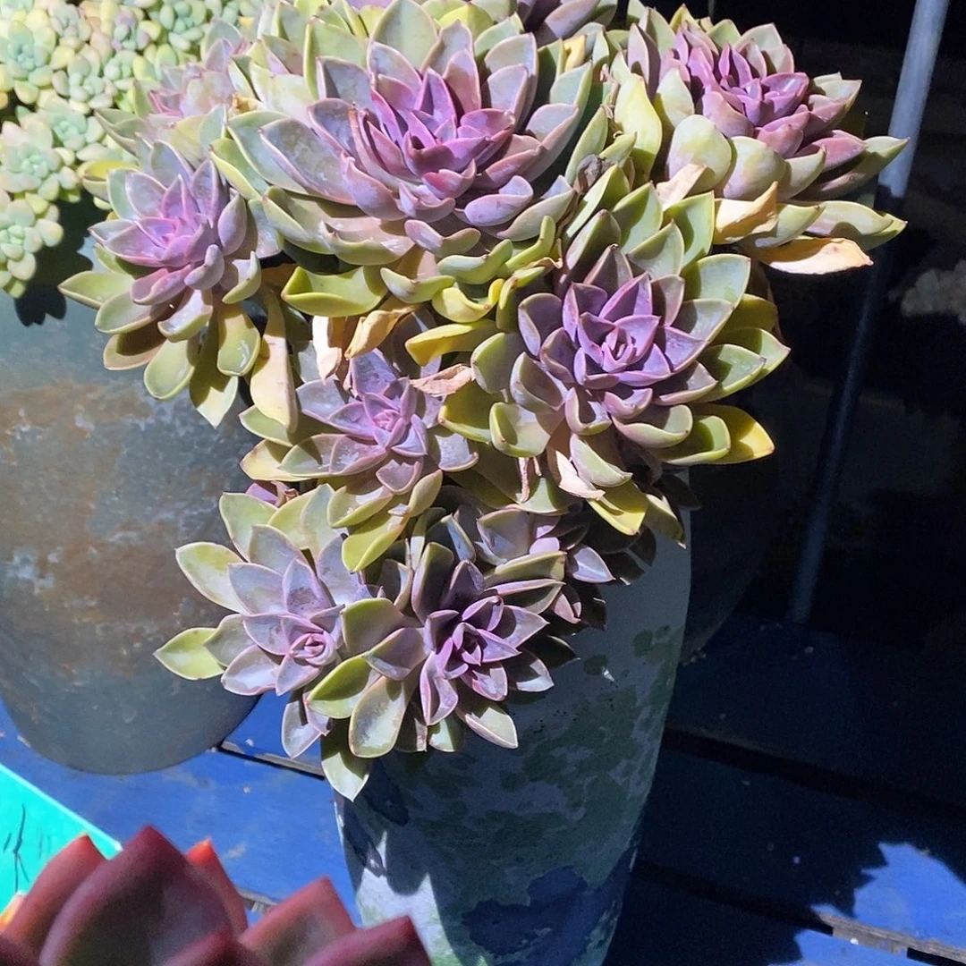 紫气东来多肉植物包邮到家