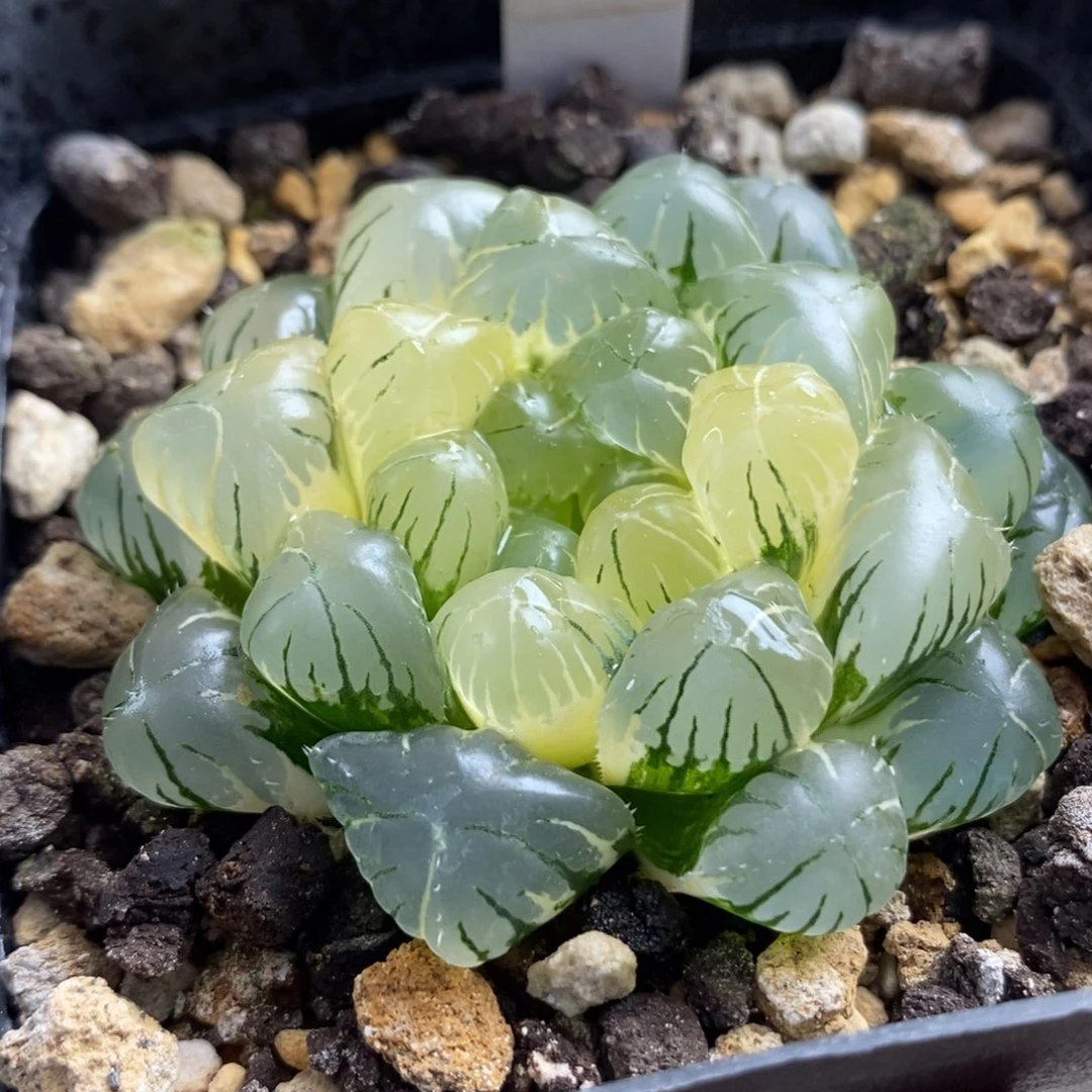 454湖水玉露锦一物一拍