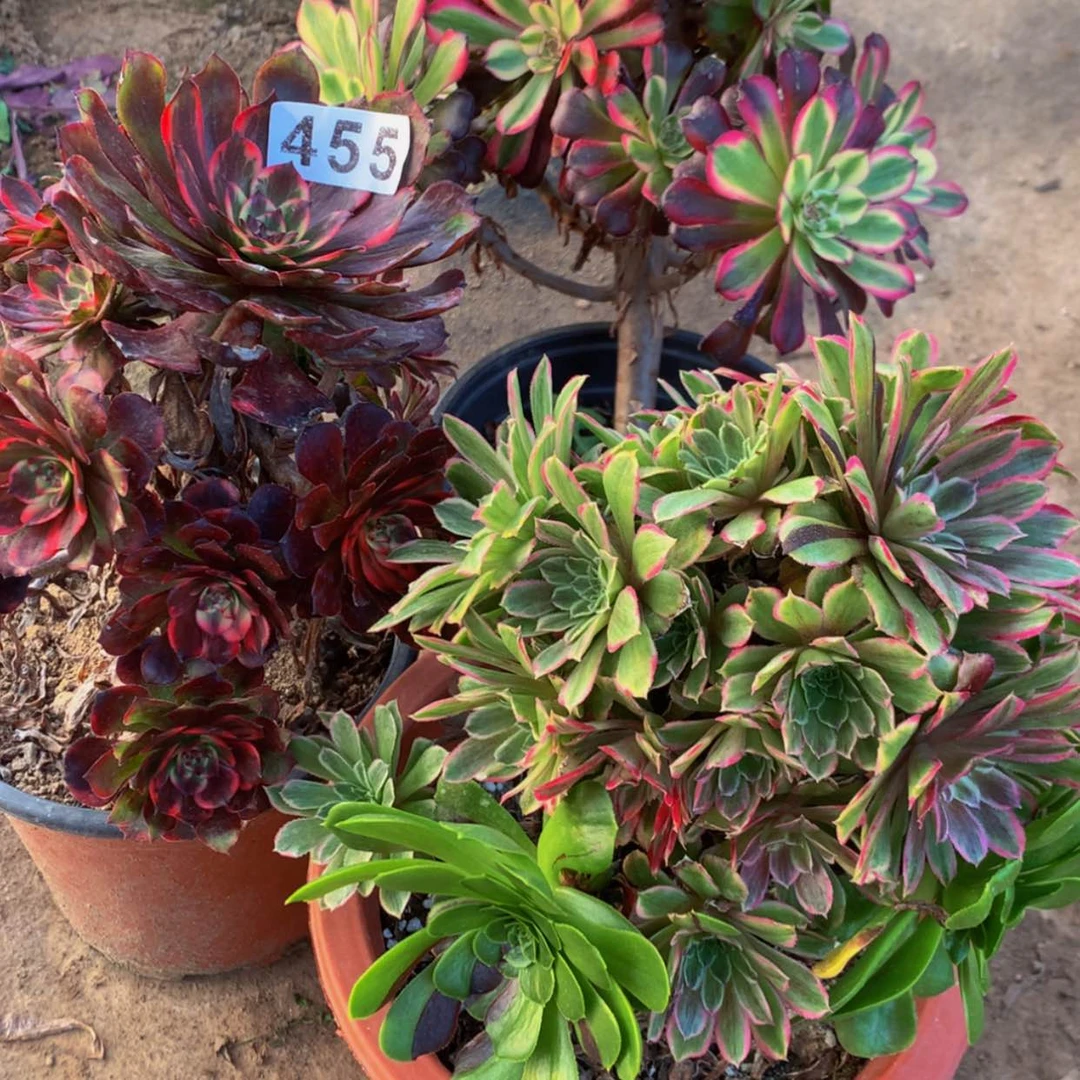 【闪购商品】兔***虎455烟花糖果月婵多肉