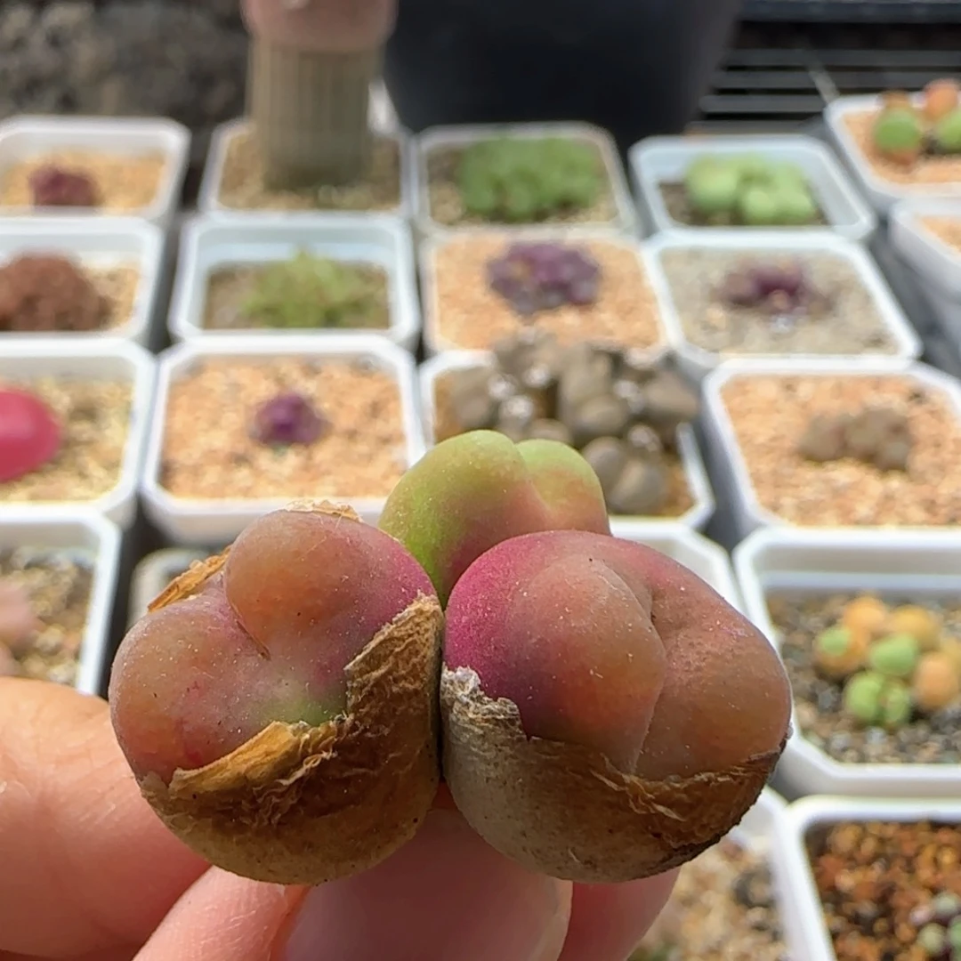 5963 大白多肉植物园