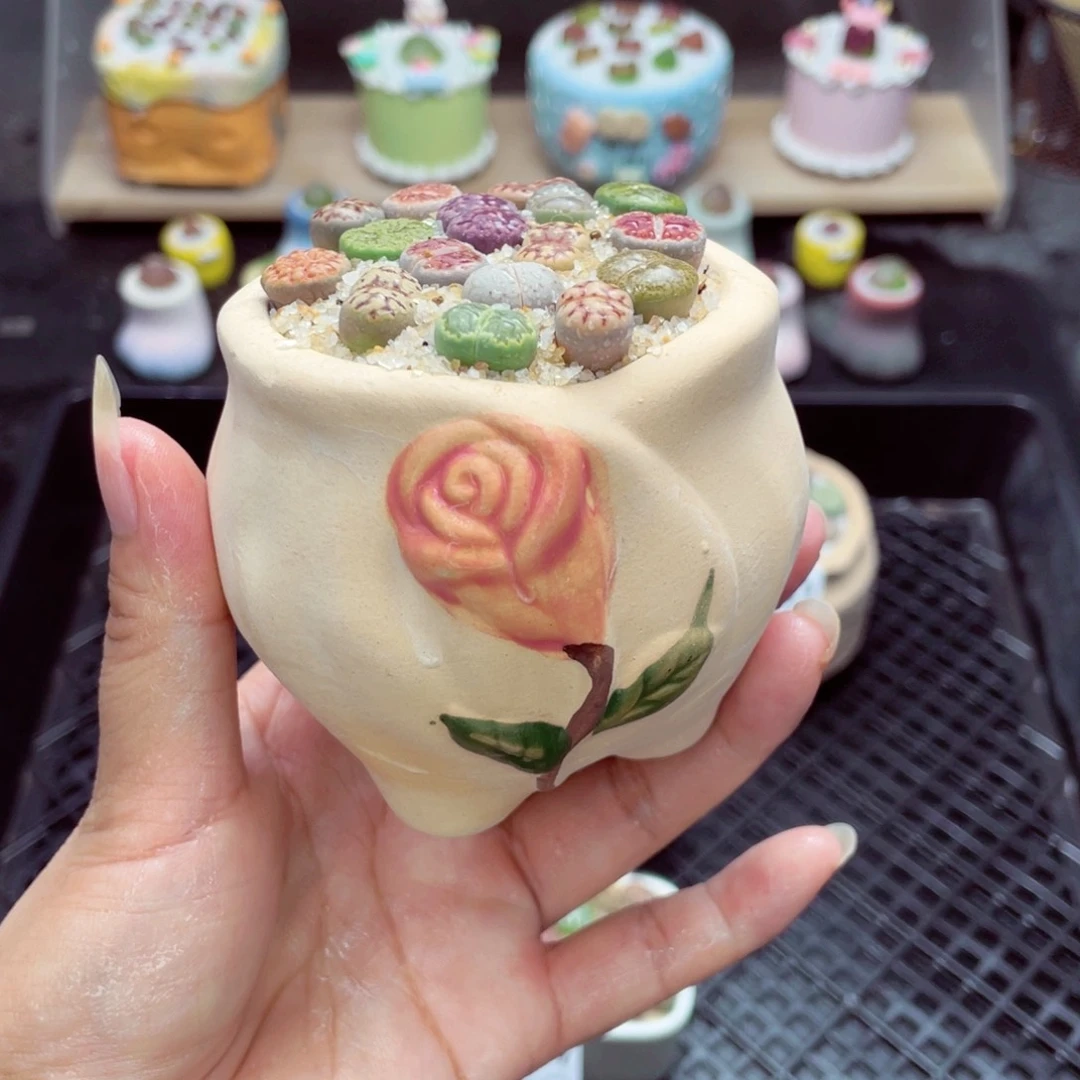 w1605 开播福利 带盆土发货一物一拍