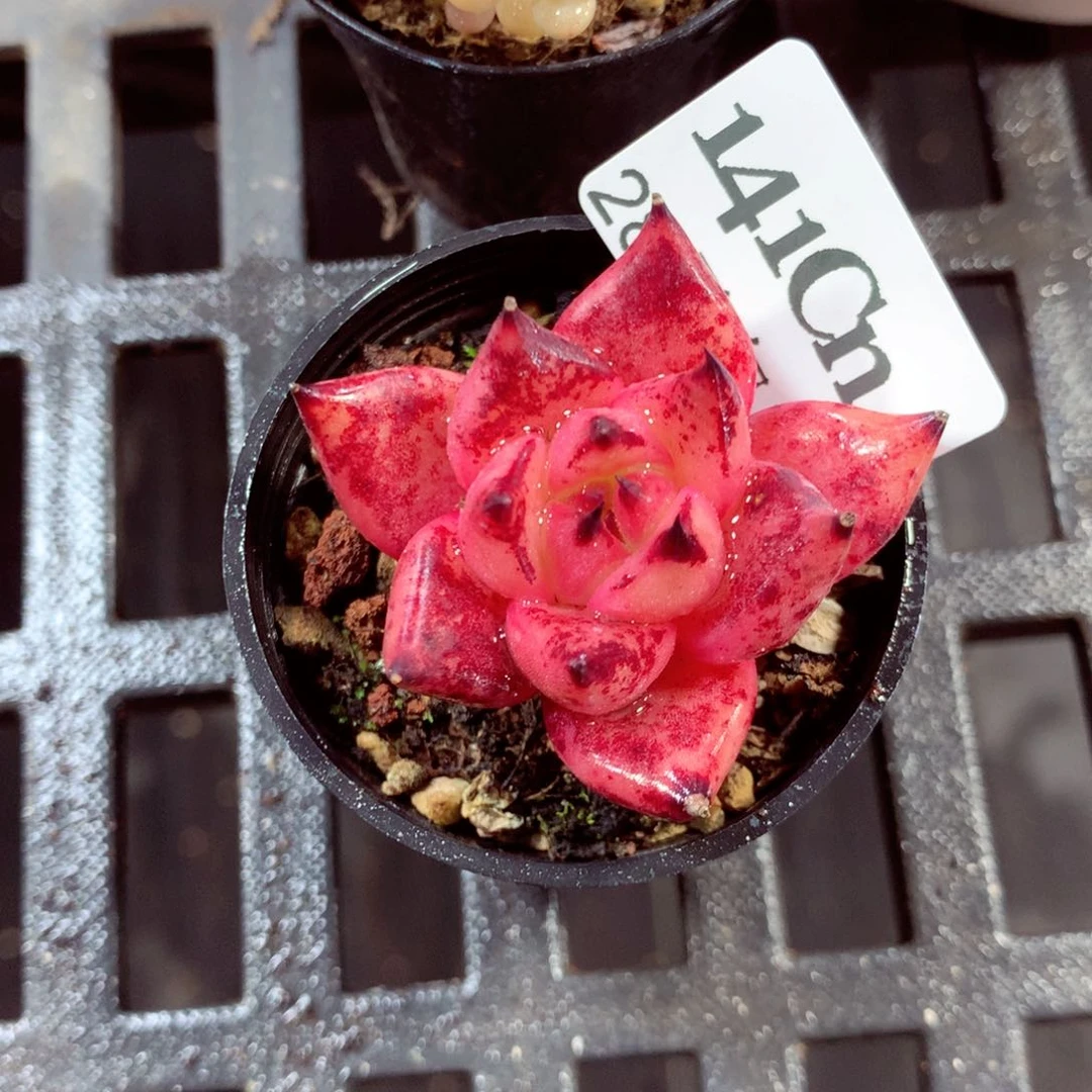 5厘米盆精控多肉141