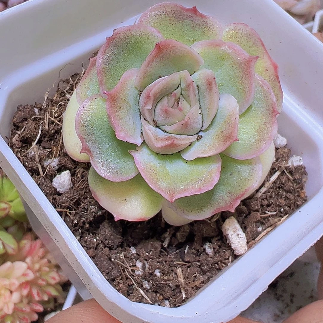 虾饺19包邮多肉植物