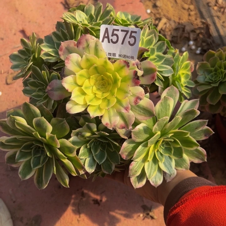 海王多肉植物675.