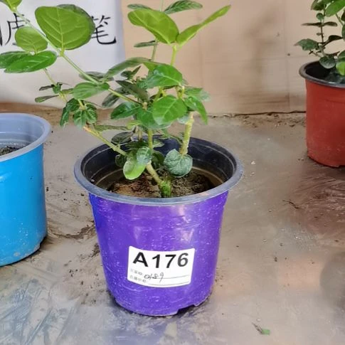 大部分花苞少量开放宝*