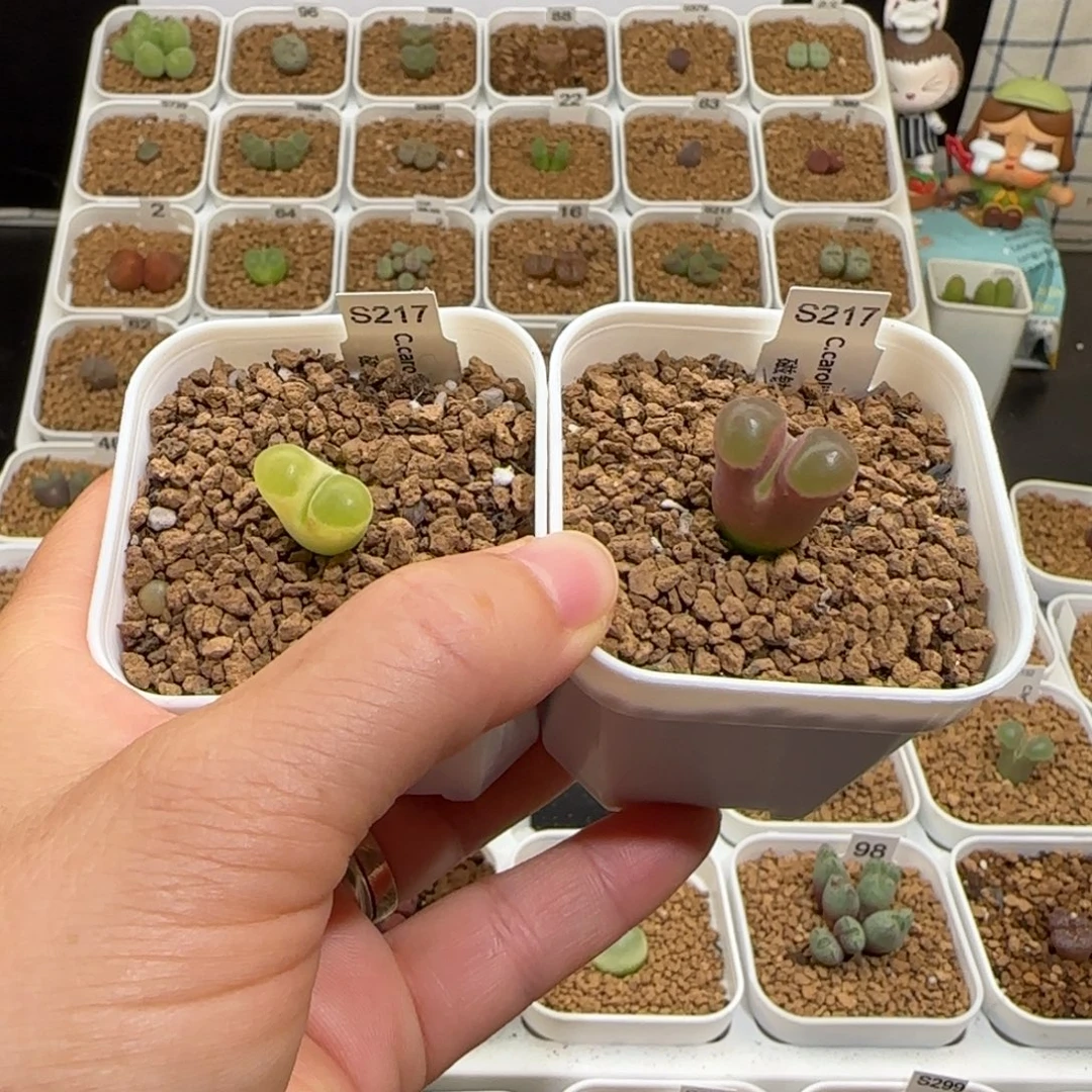 闲***晏肉锥多肉植物好看-磁铁有疤1583