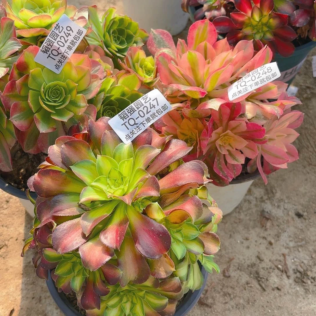 韶华奶白女巫多肉植物247-48-49