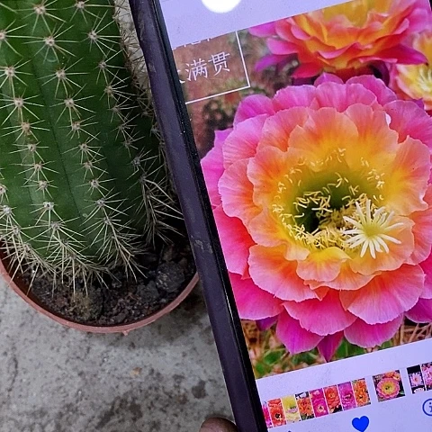 大满贯仙人球，268000