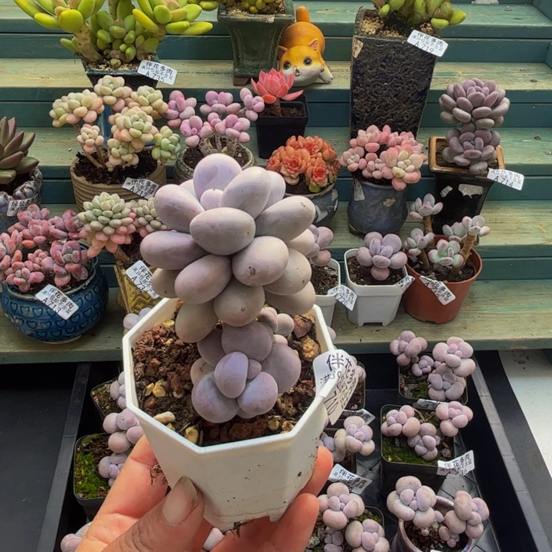 710水光针5cm多肉