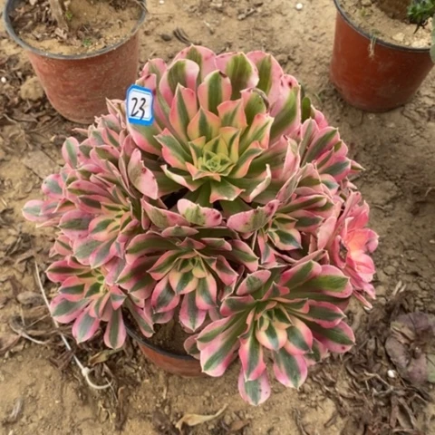 粉女巫捧花一物一拍