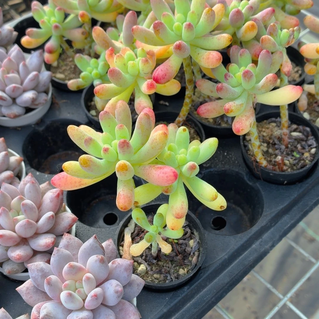 乙女心多肉9.9包邮发货