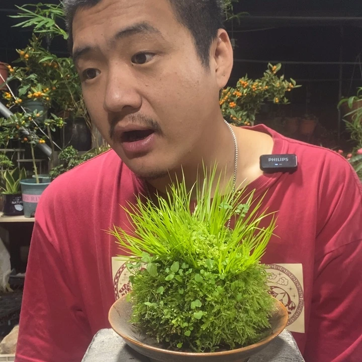 紫***环以实际为准盆景绿植盆栽151