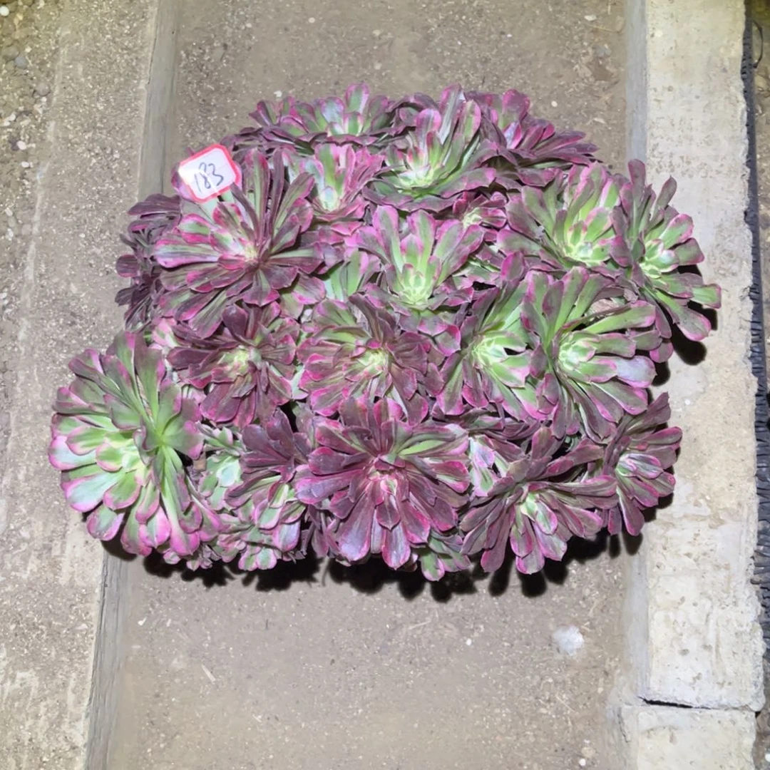 183多肉植物同花顺