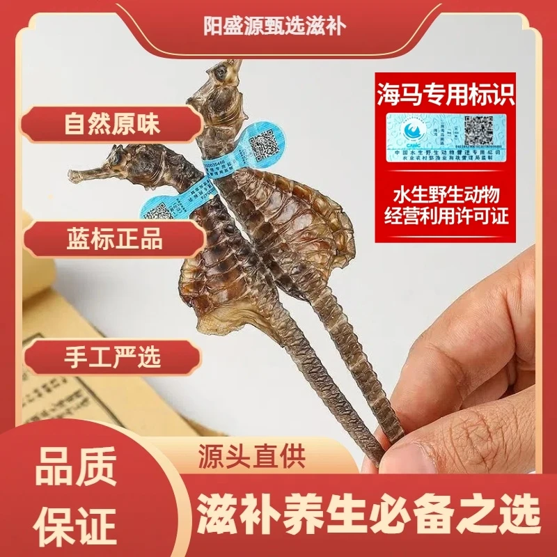 【正品带溯源】海干马足干煲汤泡酒汤料滋补海龙海马泡酒专用