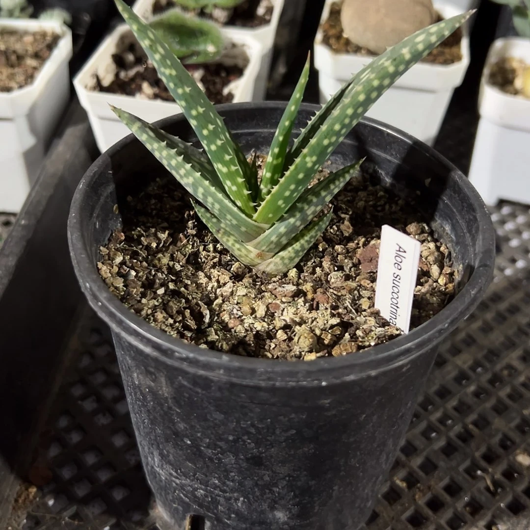 芦荟，一物一拍，脱土