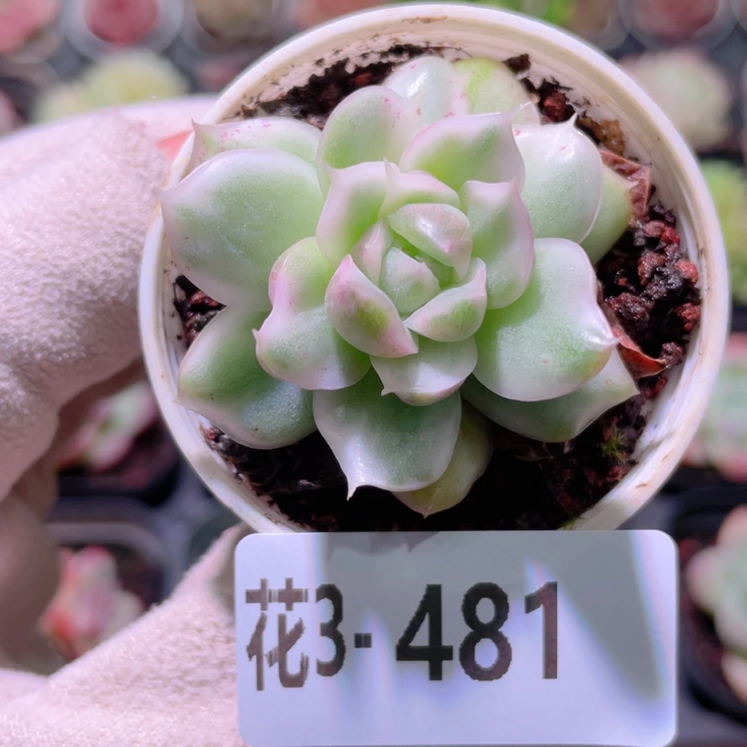 花利美3-481新品锦