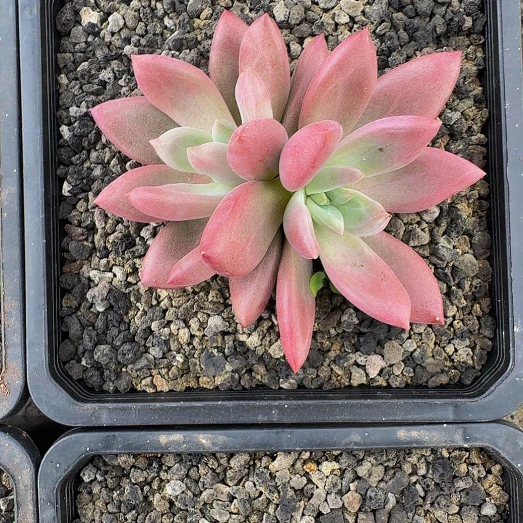 知音 双头 一物一拍