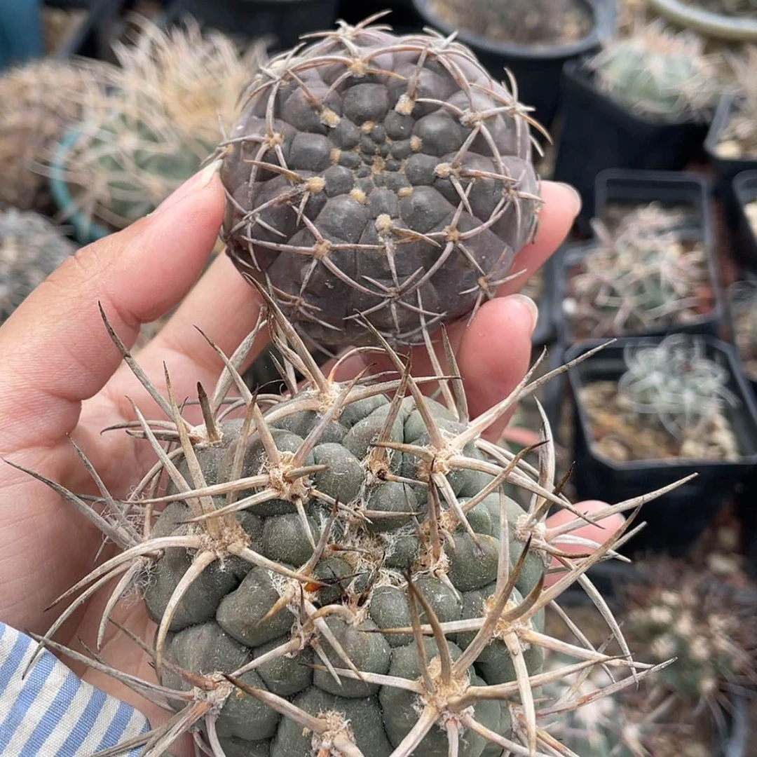 【闪购商品】组合有根6666