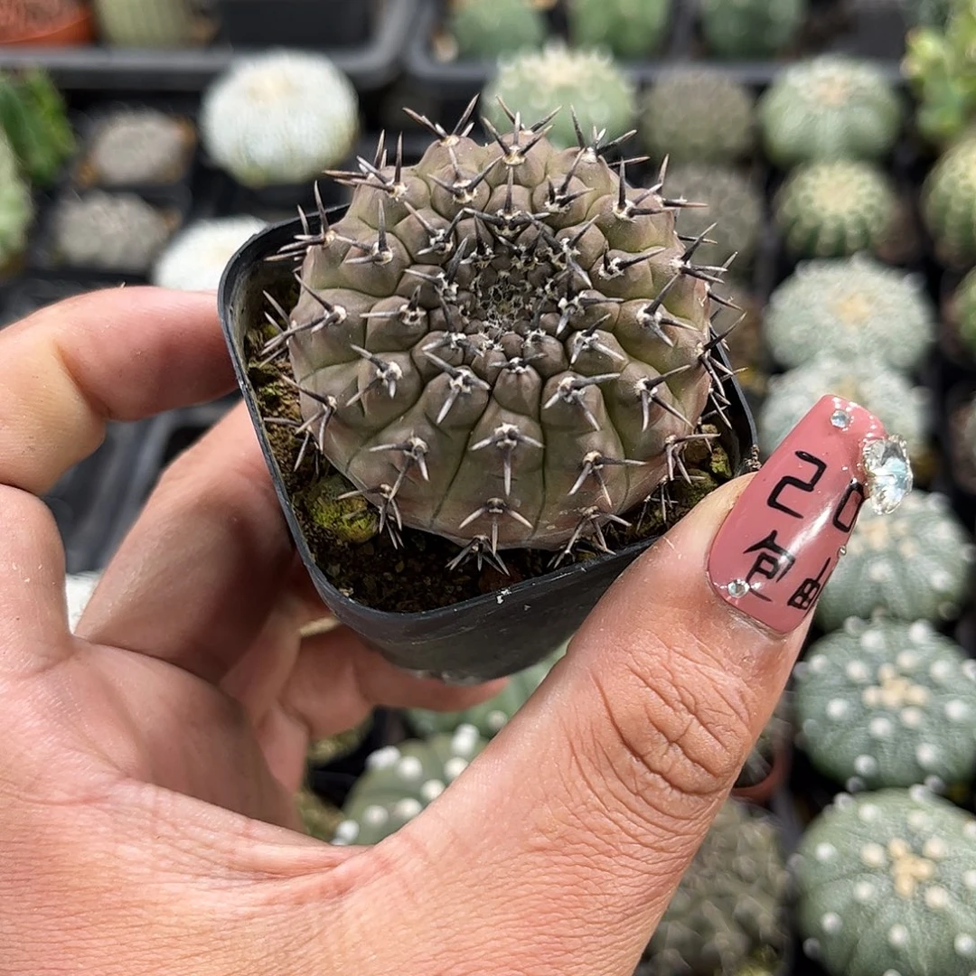 黑刺风头单头发货单头发