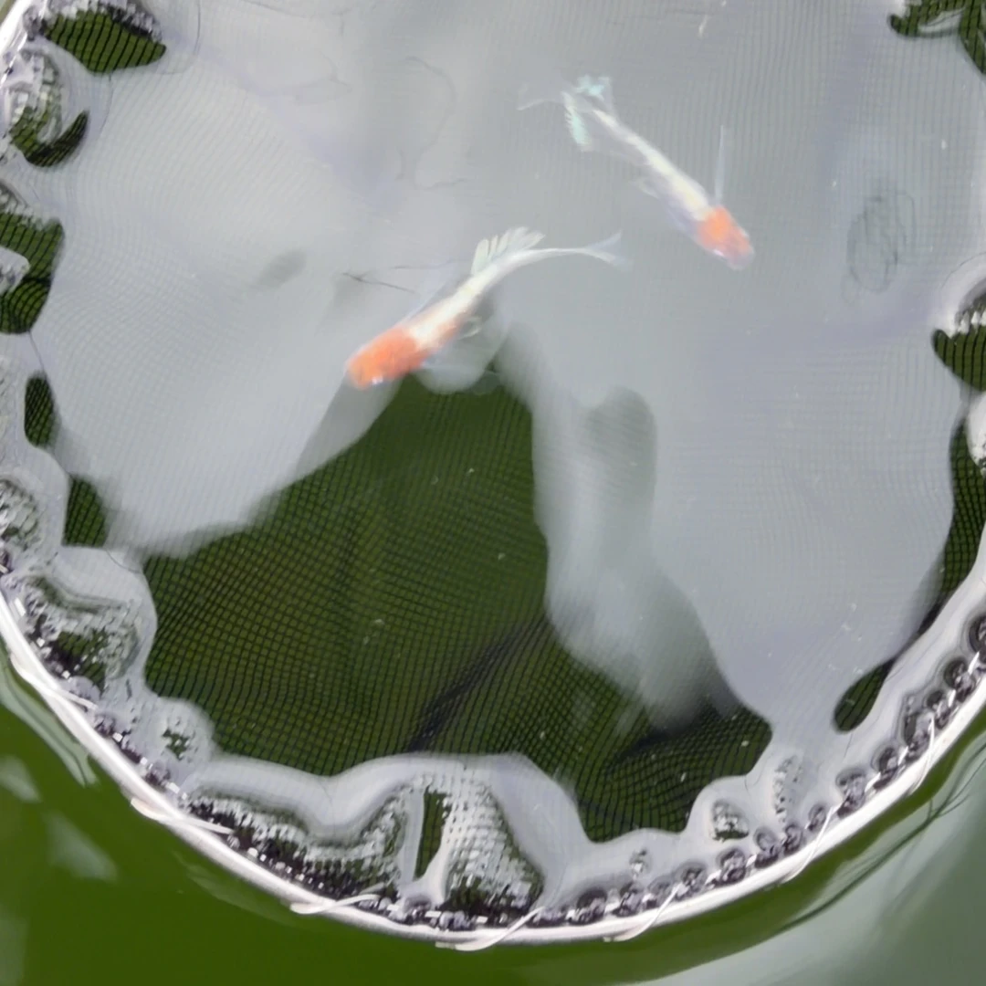 青鳉鱼编号 20 真长鳍 04 一对