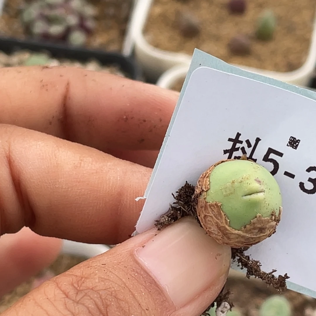 水***冻5-33肉锥多肉植物