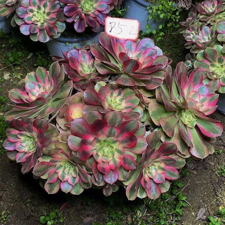 半***过荔枝老桩多头法师852号