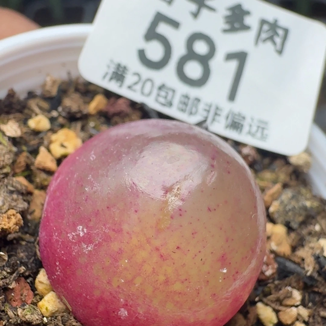 灯泡2.2带盆土。