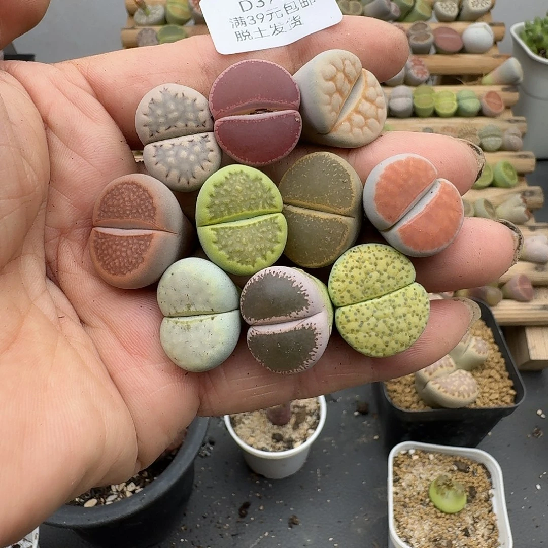 罗***麦379多肉哈哈哈哈哈哈哈