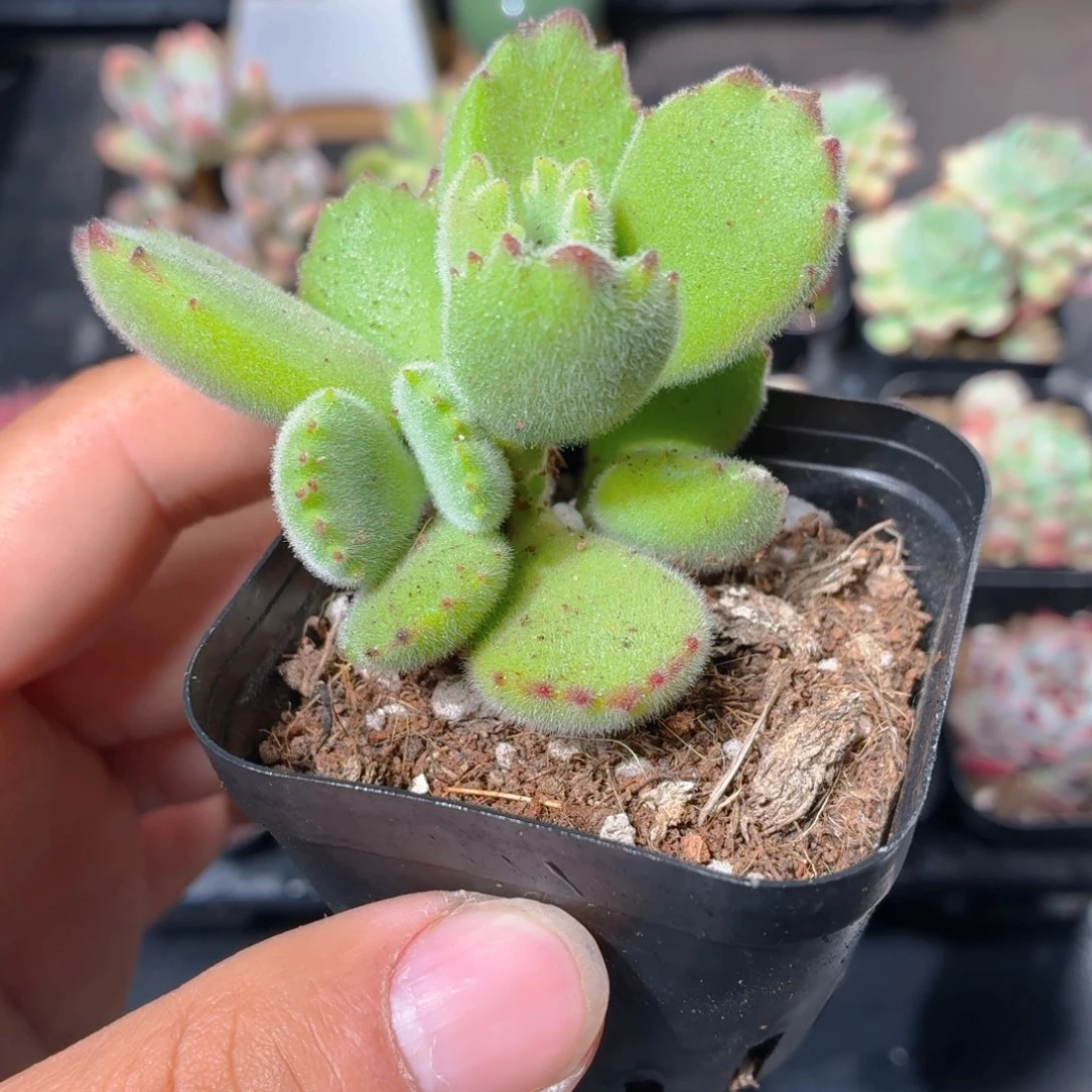 绿熊多肉9.9包邮发货