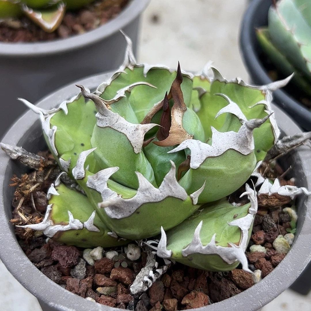 姬仁一物一拍偏远不包邮不退不换