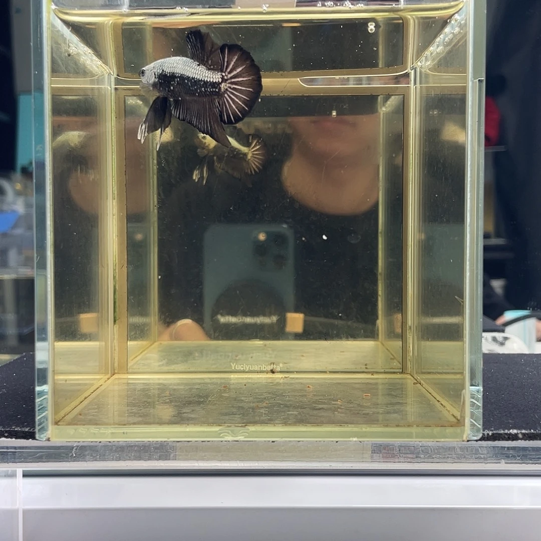 斗鱼九月十二日竞价