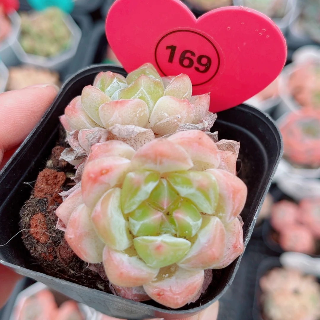 169号小老桩糖心双头