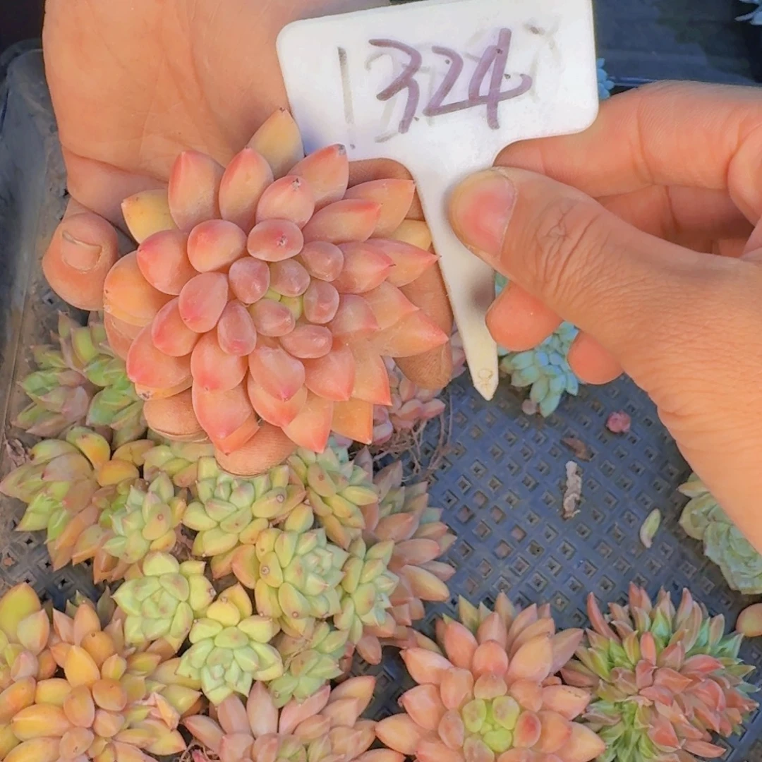 多肉植物的生长发育