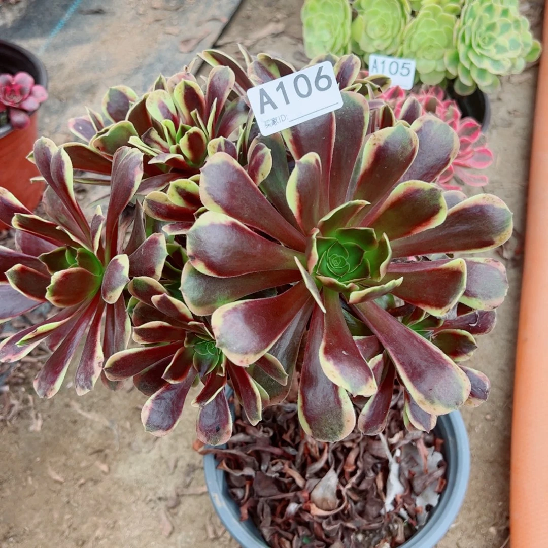 106欧佳丽多肉植物法师