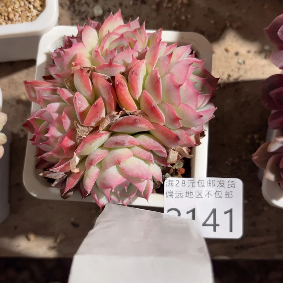 大2141；g f v c g v b b