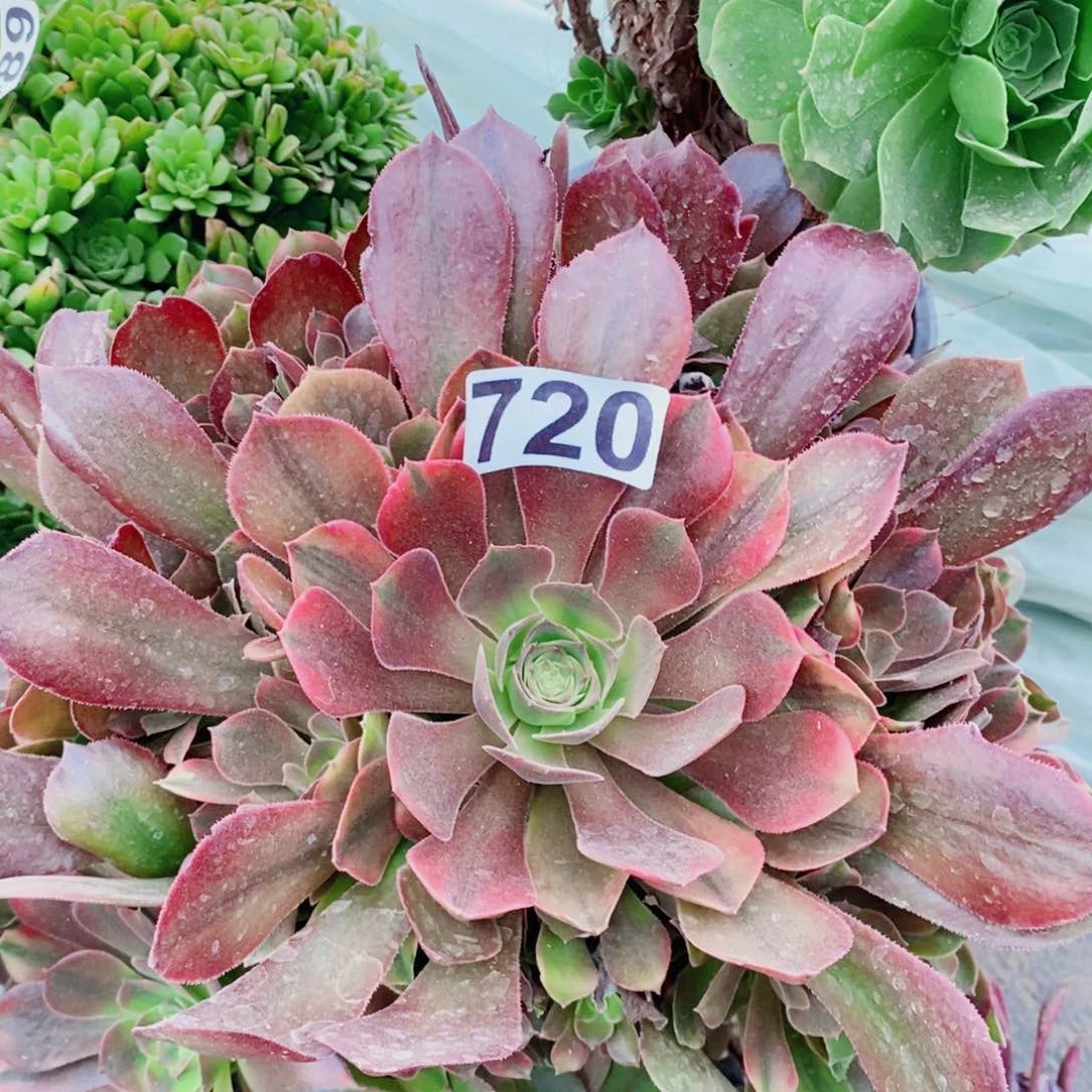 香妃多肉植物720