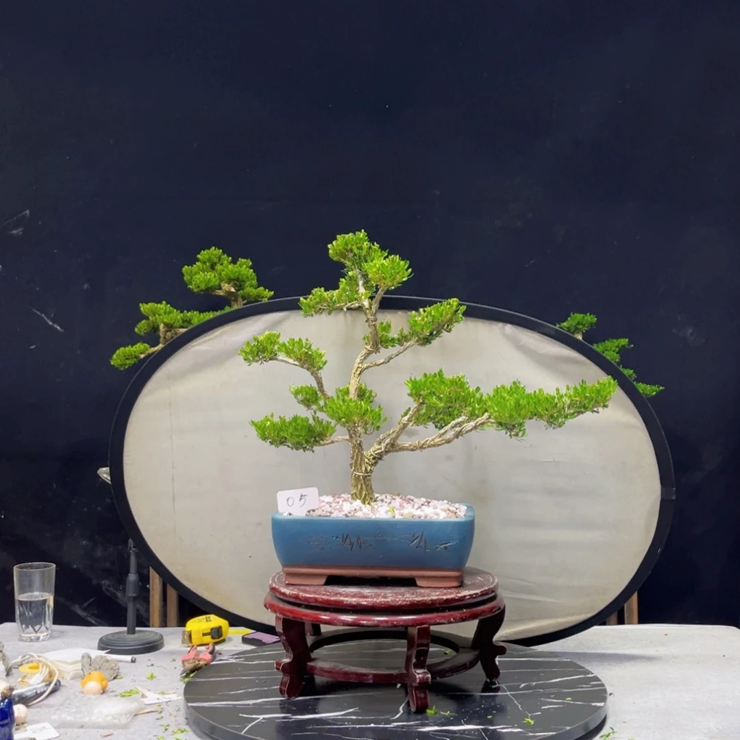 木***子完全开放黄杨盆景