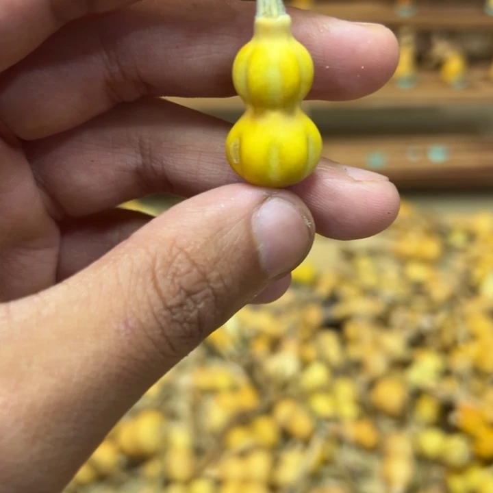 初***5葫芦草里金草里金