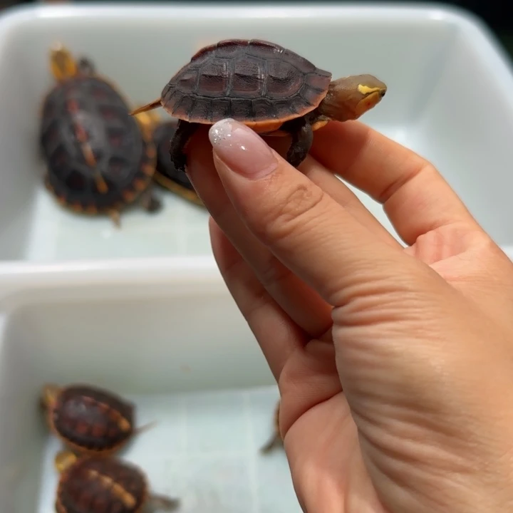 公母搭配宠物龟安缘苗