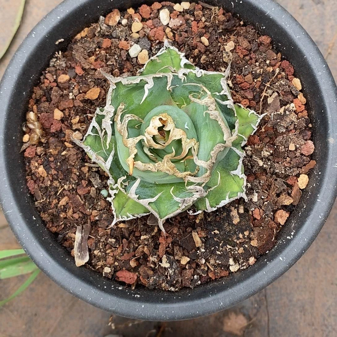 当前无花栽培后可以开花