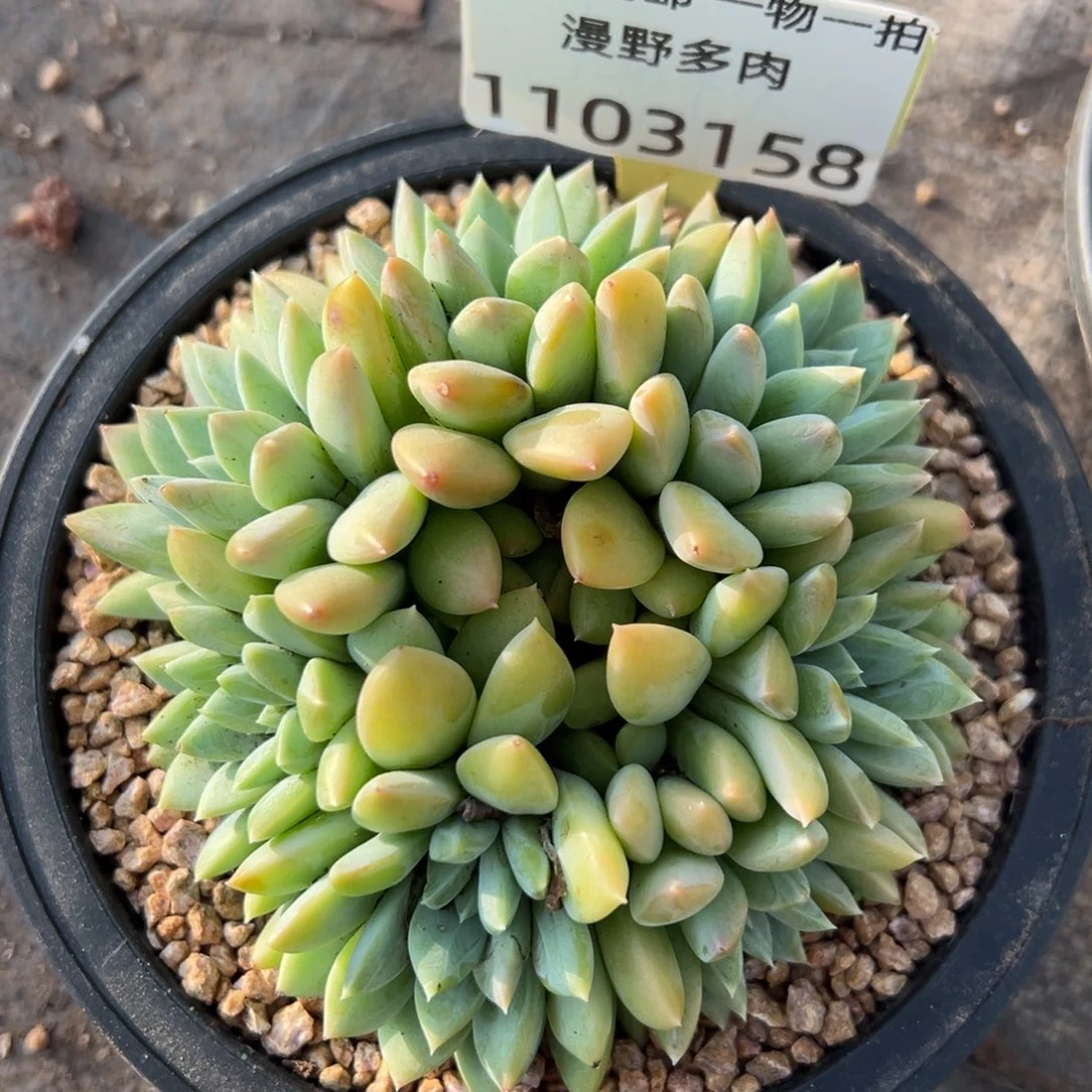 1103158 陨梦美人群生朵朵 新品