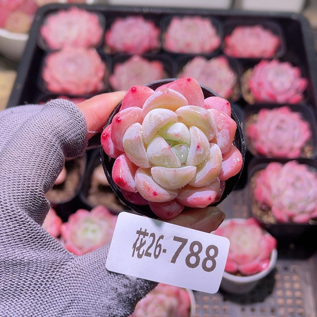 花26-788冰娃娃单头