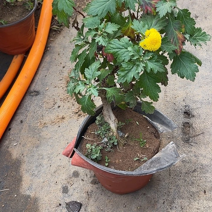 清***醒25菊花菊花菊花菊花