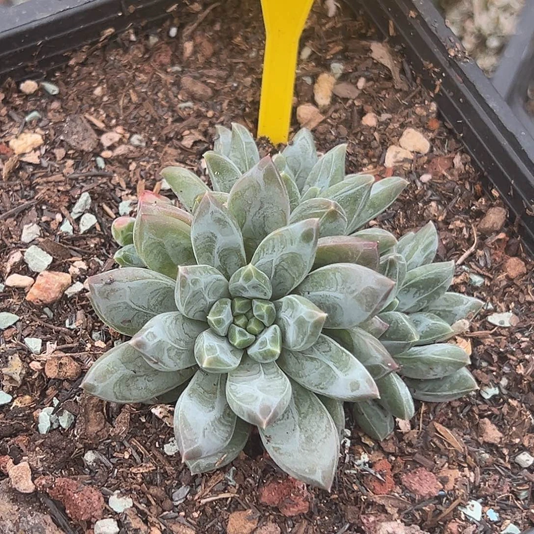 袁*暗纹美人多肉植物613