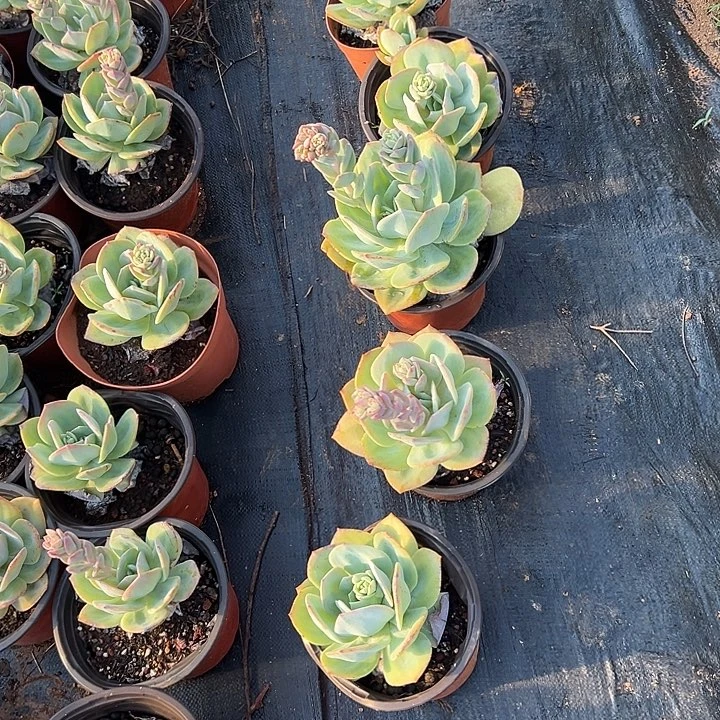 足***浪多肉植物实物112