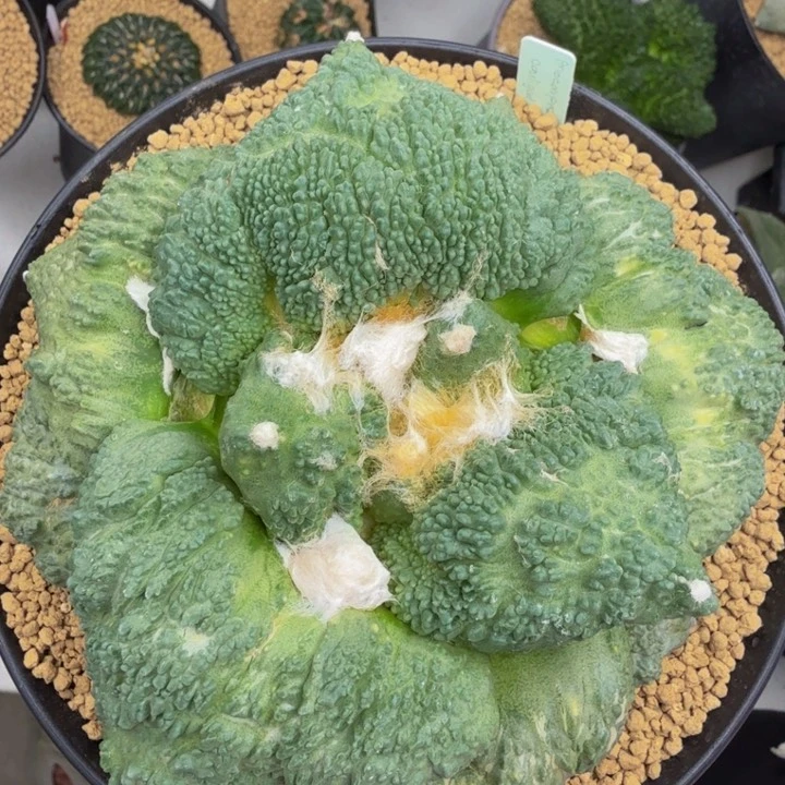 蓝色的达摩外星怒锦