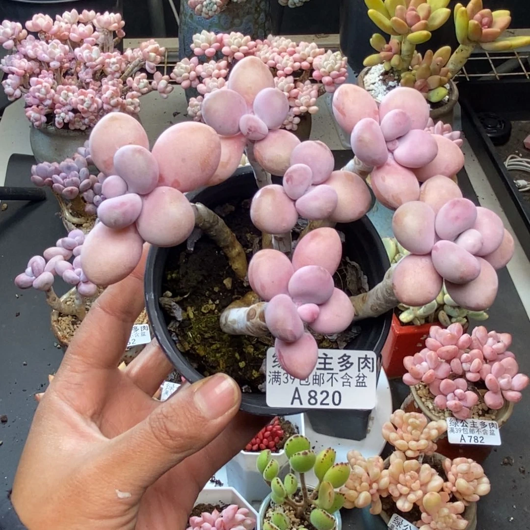 820糖果桃蛋多肉9c m