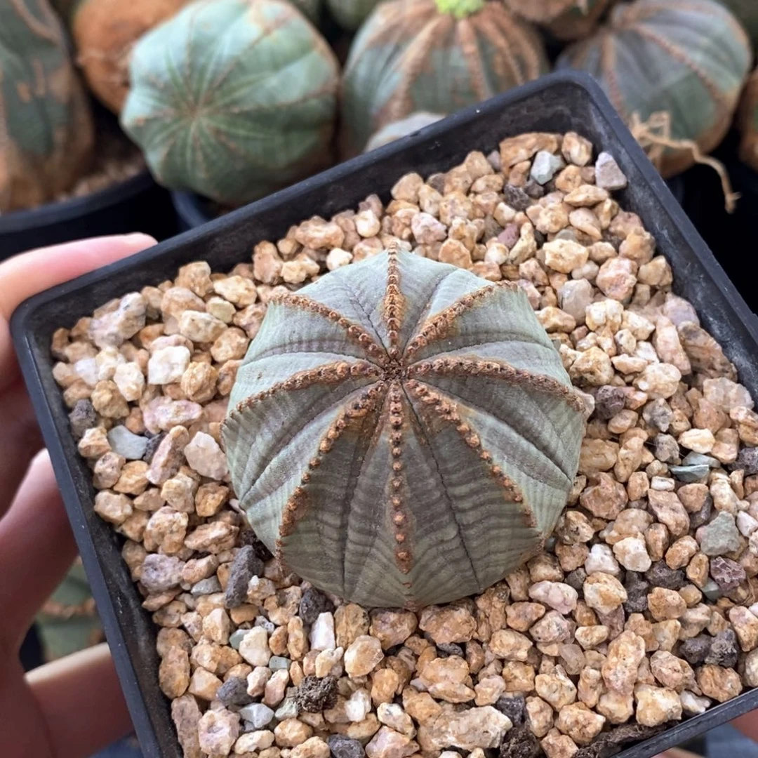 20 欧系实生布纹球多肉植物