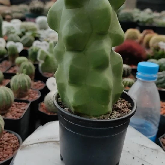 落***忆上帝阁带盆发货，，，，